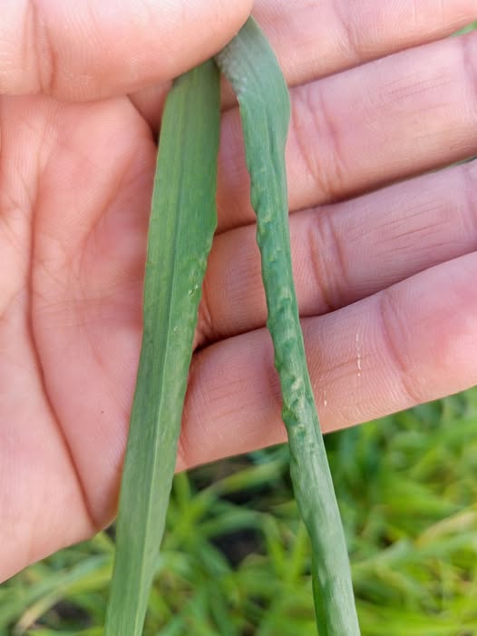 السلام عليكم 
القمح دة عمر 50
لقيت الورق كدا ايه السبب والعلاج
غالبا كل عود فيه ورقه كدا